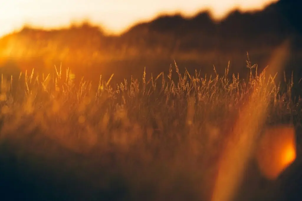 Golden sunlight bathes tall grass in a field, creating a warm, dreamy glow—an inspiring scene that echoes the gentle support and encouragement found in personal growth and coaching.
